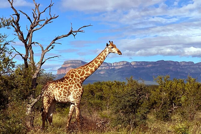 Exclusive Sunset Game Drive Safari near Hoedspruit - Birdlife and the value of a good guide