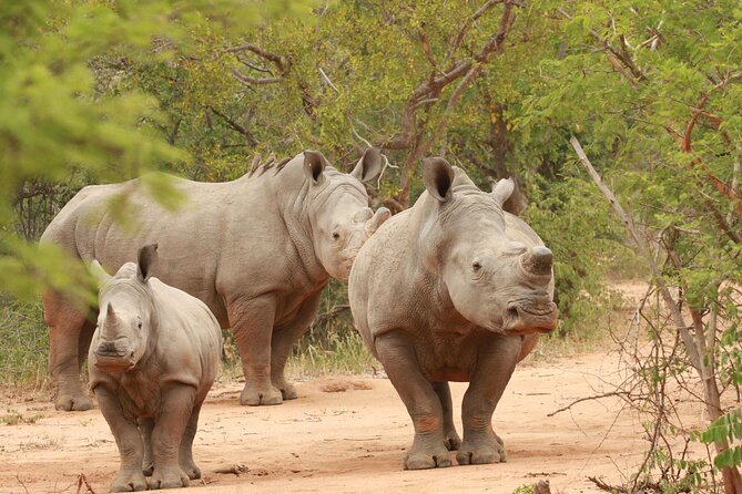 Exclusive Sunset Game Drive Safari near Hoedspruit - Is $112.20 a fair price?
