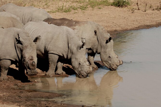 Exclusive Sunset Game Drive Safari near Hoedspruit - Who should book this Hoedspruit safari?