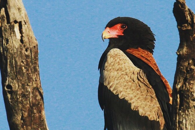 Exclusive Sunset Game Drive Safari near Hoedspruit - What the 4:00 pm start gives you