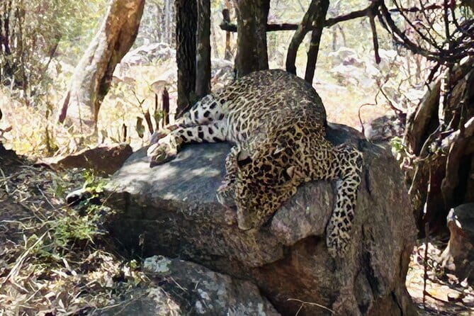 Explore Bangalore’s Wild Side – An Exclusive Bannerghatta Safari! - Why Bannerghatta makes a good wildlife day from Bangalore