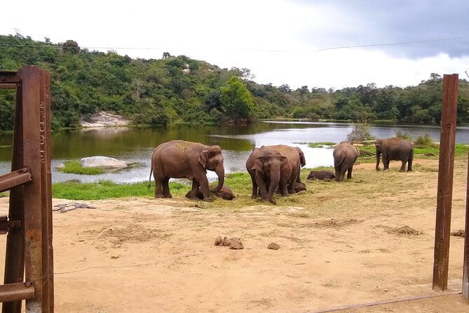 Explore Bangalore’s Wild Side – An Exclusive Bannerghatta Safari! - The safari: the day’s main event