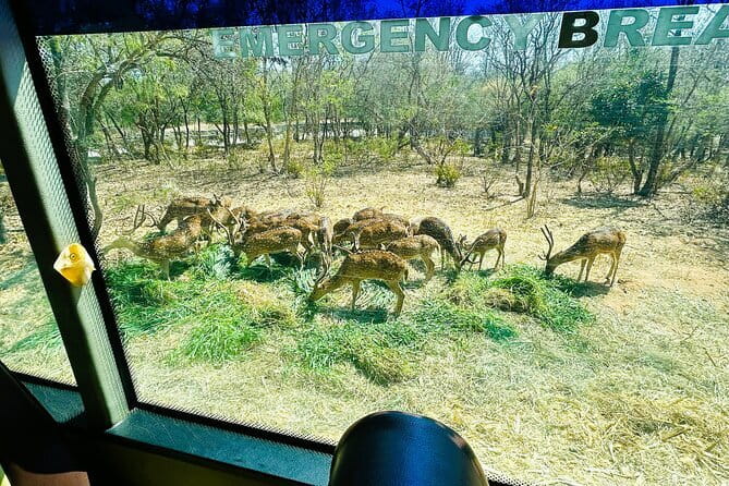 Explore Bangalore’s Wild Side – An Exclusive Bannerghatta Safari! - What to wear and bring for the park