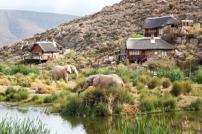 Explore the best Big 5 Aquila Safari Tour and Wine Tasting - From Cape Town hotels to the open road