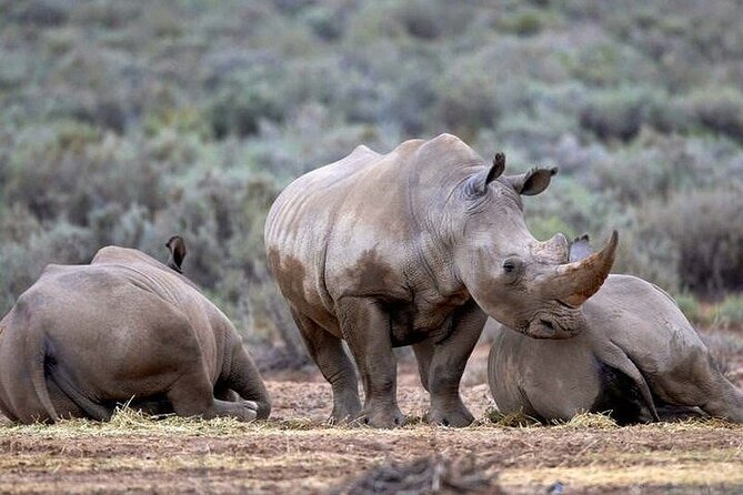 Explore the best Big 5 Aquila Safari Tour and Wine Tasting - Buffet meals keep the day easy