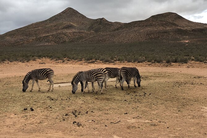 Explore the best Big 5 Aquila Safari Tour and Wine Tasting - Booking, cancellation, and practical details