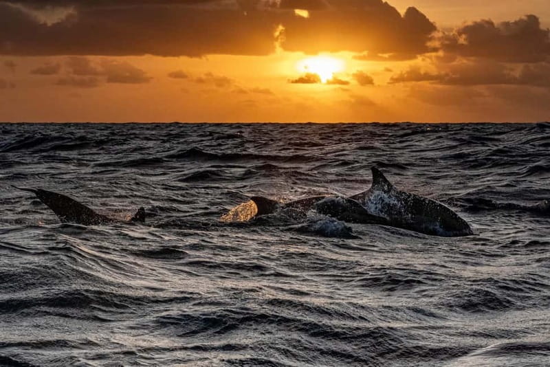 Fazana: Dolphin Finder in Brijuni islands Safari with Dinner - Practical Tips for a Better Evening
