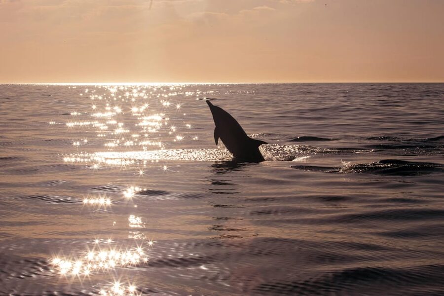 Fazana: Dolphin Finder in Brijuni islands Safari with Dinner - Weather, Timing, and Refund Protection