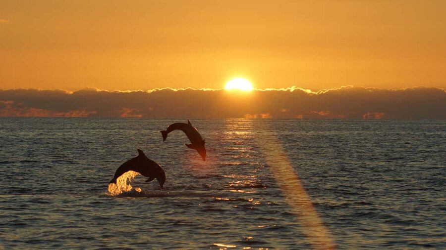 Fazana: Dolphin Finder in Brijuni islands Safari with Dinner - Who Will Get the Most From This Cruise?