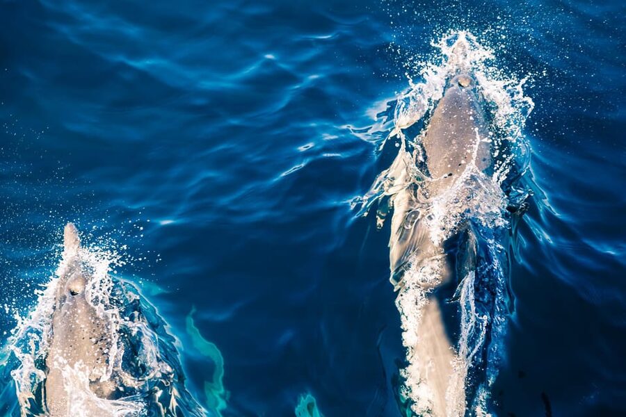 FAŽANA: DOLPHIN SAFARI - Who should book this dolphin safari