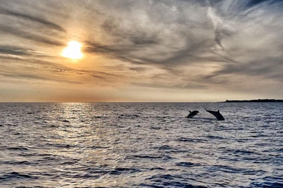 Fazana: dolphin safari and sightseeing in Brijuni at sunset - Setting out from Fazana on the Kristina
