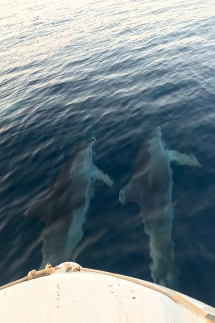 Fazana: dolphin safari and sightseeing in Brijuni at sunset - The $41 price and what you receive