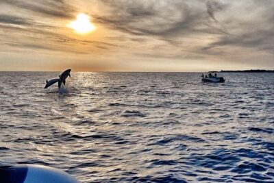 Fazana: dolphin safari and sightseeing in Brijuni at sunset