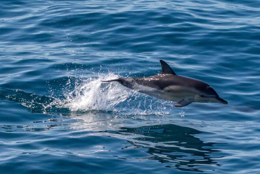 FAŽANA: DOLPHIN SAFARI - Searching for dolphins in the Brijun canal