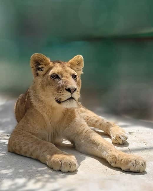 From Alanya: Lion Safari & Green Canyon Splash Feast w/Lunch - A half-day built around water, animals, and scenery
