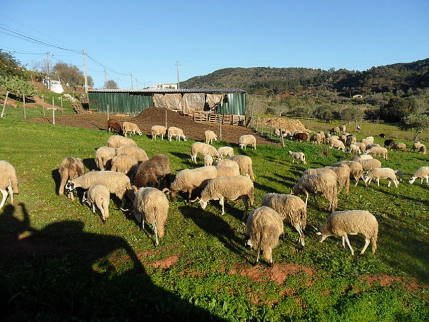 From Albufeira: Half-Day Algarve Jeep Safari - Who will enjoy this jeep safari?