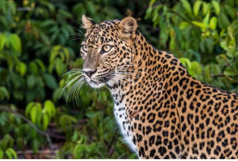 From Anuradhapura: All Inclusive Full Day Safari at Wilpattu - Why Wilpattu Works as a Full-Day Safari