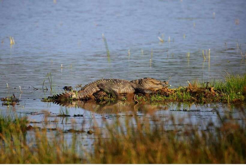 From Anuradhapura: All Inclusive Full Day Safari at Wilpattu - Searching the Willus for Leopards and Bears