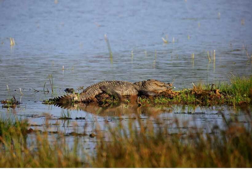 From Anuradhapura: All Inclusive Full Day Safari at Wilpattu - Lunch, Comfort, and the Long Afternoon
