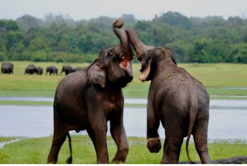 From Anuradhapura: All Inclusive Full Day Safari at Wilpattu - Who Should Book This Wilpattu Day?