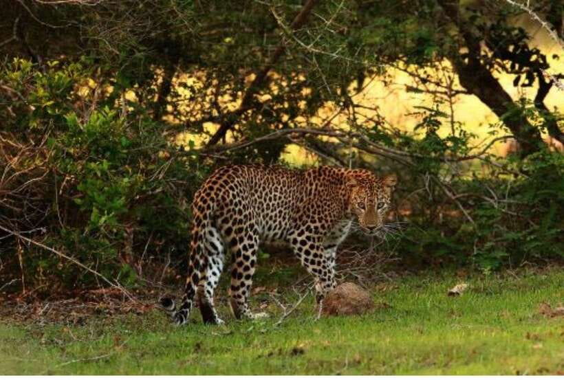 From Anuradhapura: All Inclusive Full Day Safari at Wilpattu - Should You Book This Wilpattu Safari?