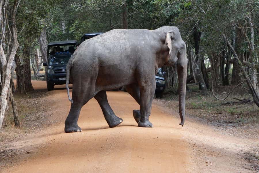 From Anuradhapura:Wilpattu Full-Day Wildlife Safari. - Why Wilpattu makes a strong day trip from Anuradhapura