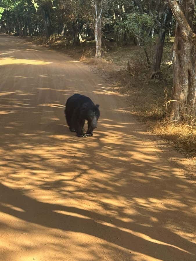 From Anuradhapura:Wilpattu Full-Day Wildlife Safari. - Inside Wilpattu with a customized safari jeep