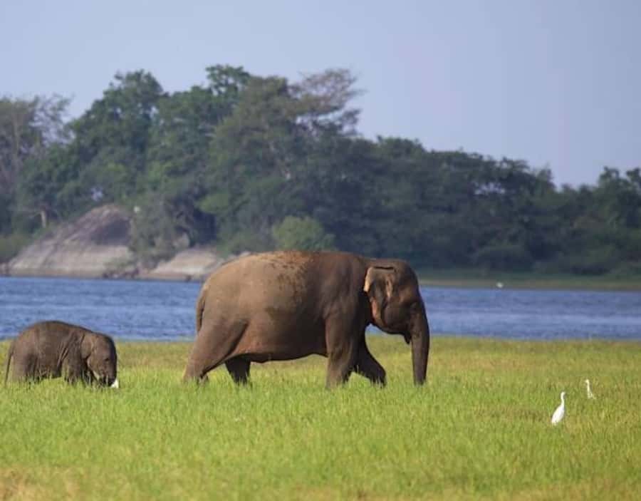 From Anuradhapura:Wilpattu Full-Day Wildlife Safari. - What you might see in a full day