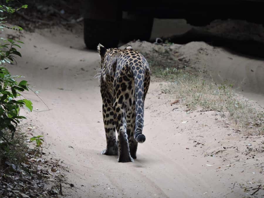 From Anuradhapura:Wilpattu Full-Day Wildlife Safari. - Who will enjoy this safari most?