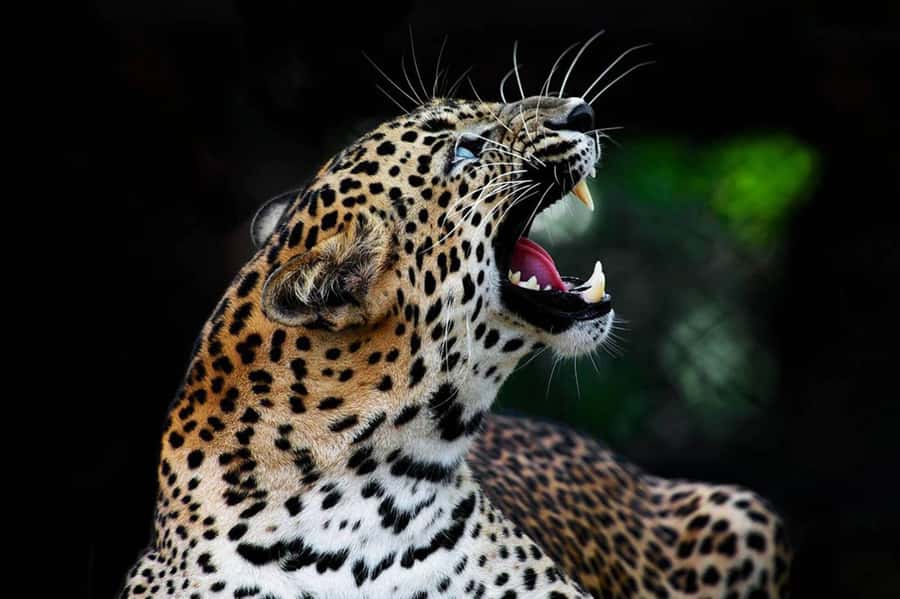 From Anuradhapura:Wilpattu Full-Day Wildlife Safari. - Practical packing advice for Wilpattu