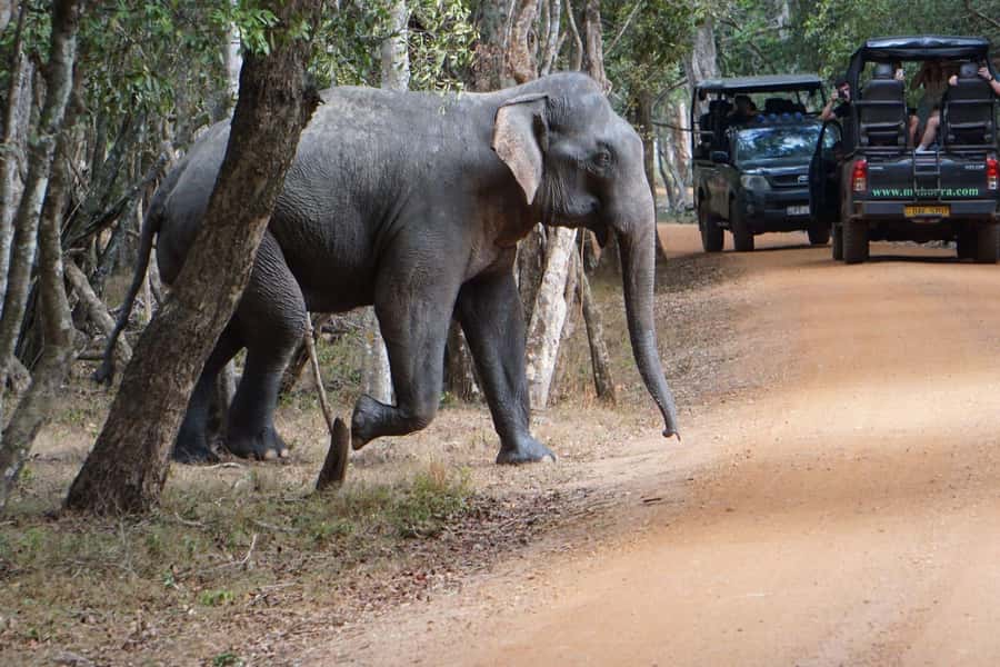 From Anuradhapura:Wilpattu Full-Day Wildlife Safari. - Should you book the Anuradhapura to Wilpattu safari?