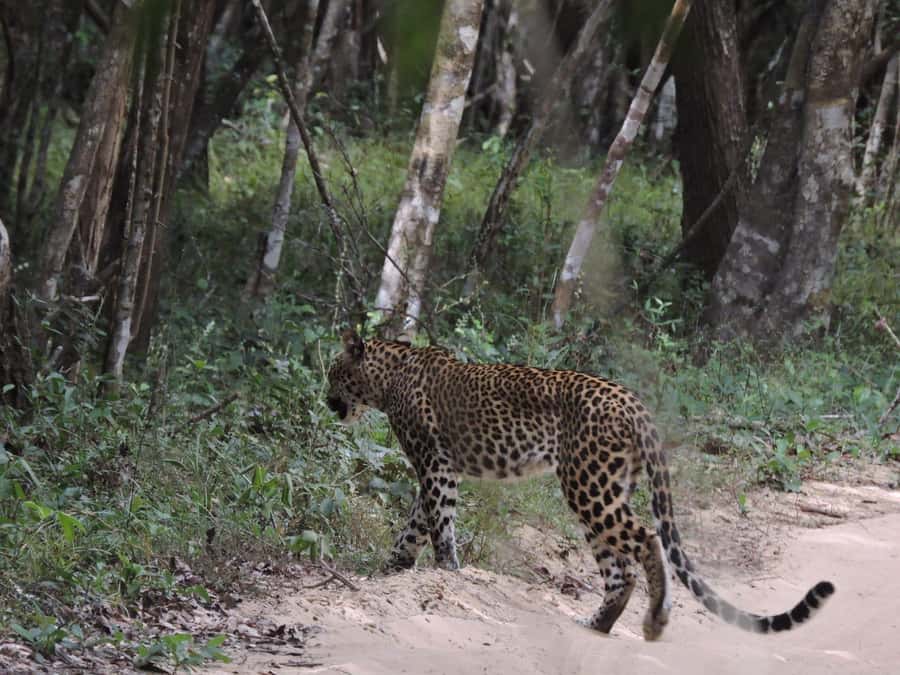 From Anuradhapura:Wilpattu Full-Day Wildlife Safari. - Breakfast before the wildlife search begins