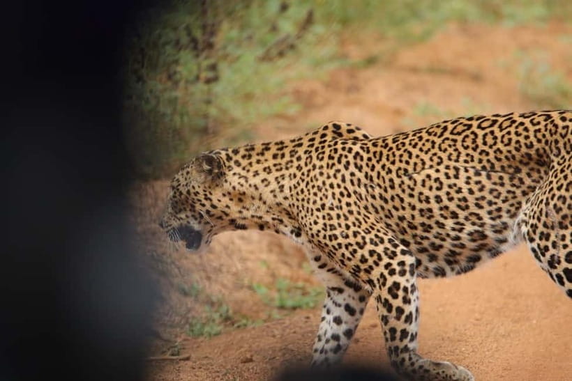 From Anuradhapura: Wilpattu National park Safari - What the $65 price really covers