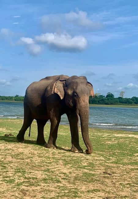From Anuradhapura: Wilpattu National park Safari - Inside Wilpattu, four hours of searching