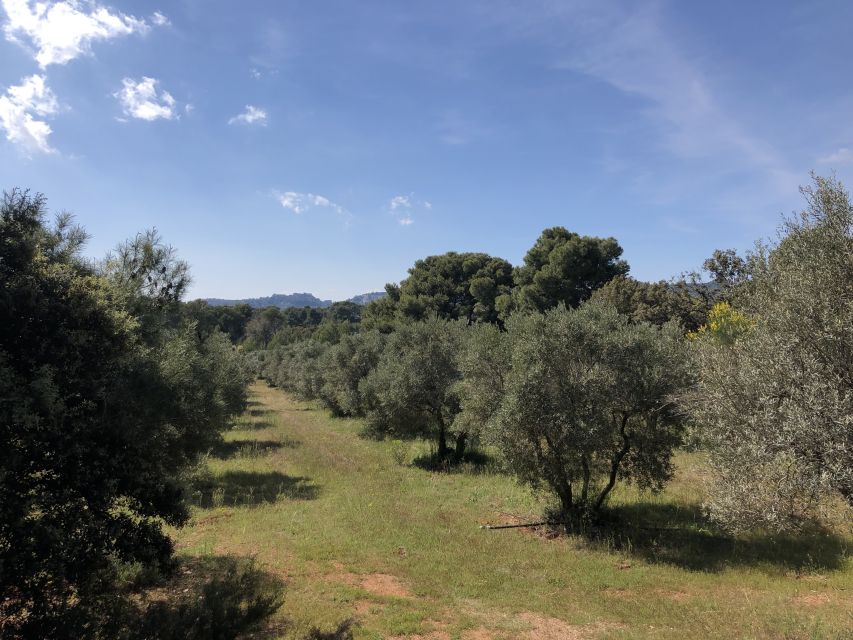 From Arles: Alpilles Regional Park Provence 4x4 Safari - What the guide adds to the ride