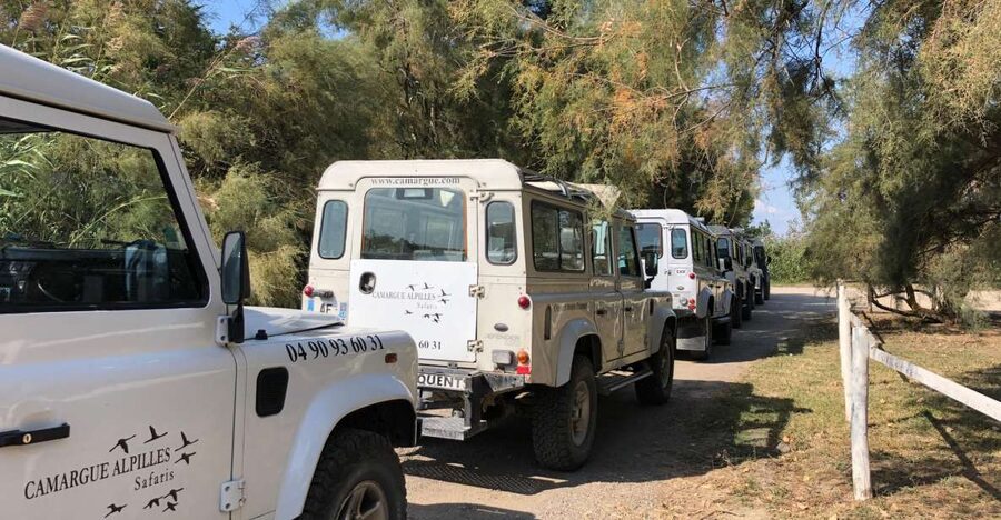From Arles: Half-Day 4x4 Camargue Safari - Key points to know before booking