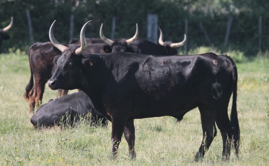 From Arles: Half-Day 4x4 Camargue Safari - Why a 4x4 is the right way to see the Camargue