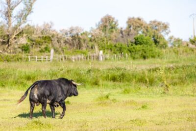 From Arles: Half-Day 4×4 Camargue Safari