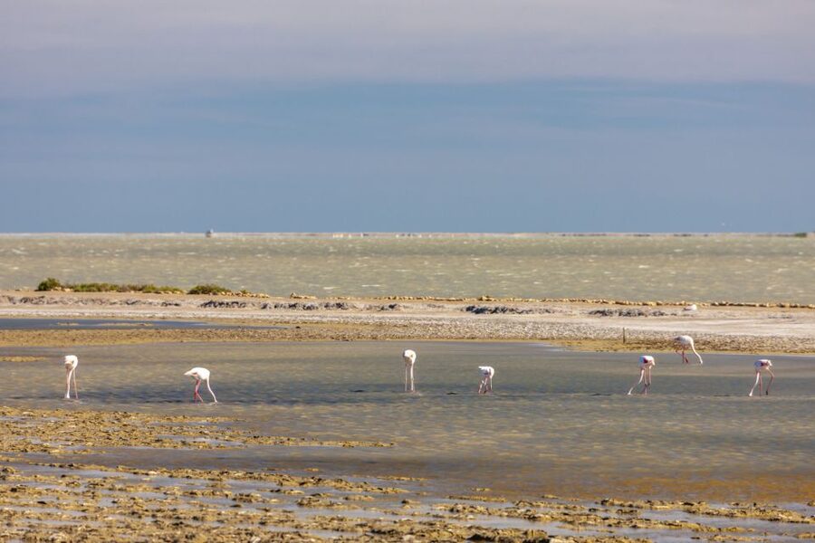 From Arles: Half-Day 4x4 Camargue Safari - Is four hours enough?