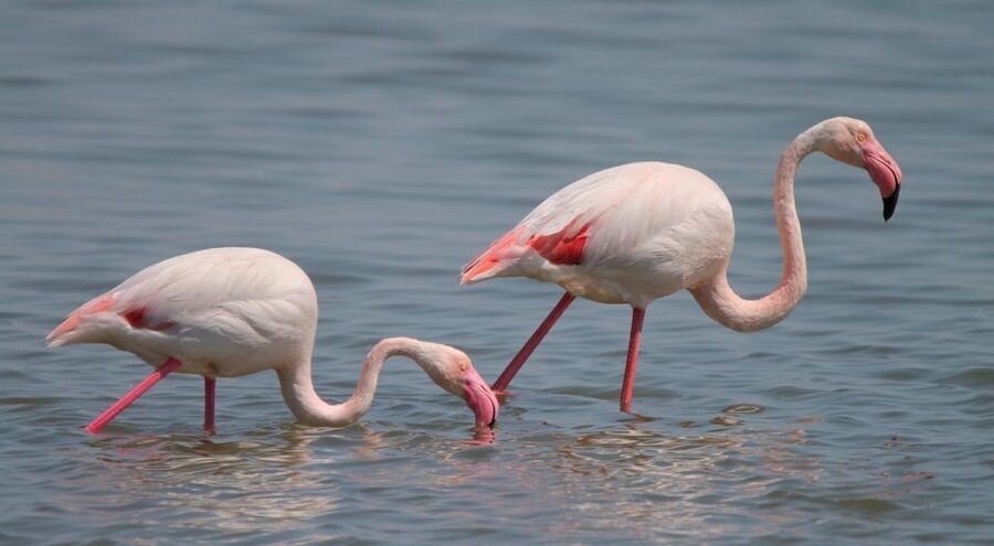 From Arles: Half-Day 4x4 Camargue Safari - Who should book this Camargue safari?