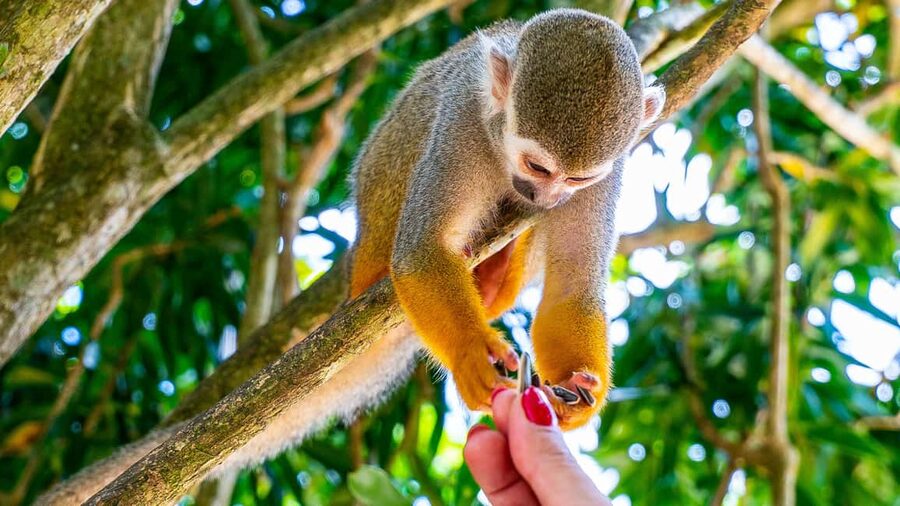 From Bayahibe: Half Day Monkeyland Safari - Meeting the squirrel monkeys at Monkeyland