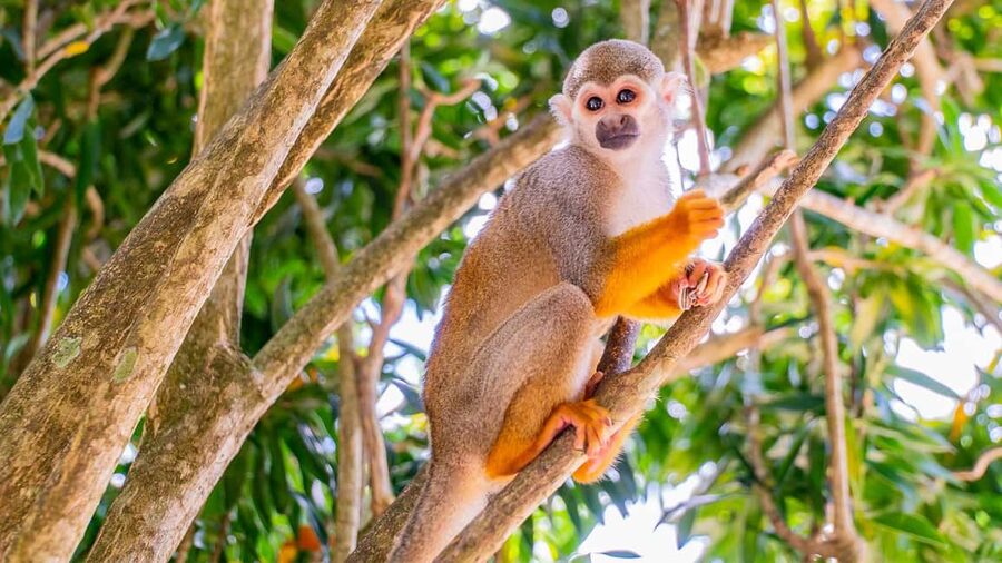 From Bayahibe: Half Day Monkeyland Safari - A country home before the animal visit