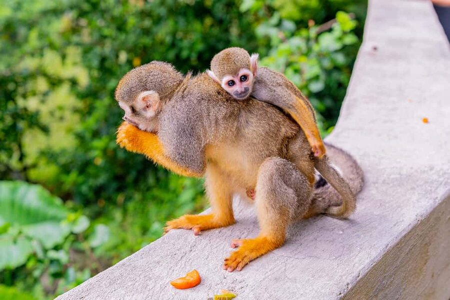 From Bayahibe: Half Day Monkeyland Safari - Who should book this experience