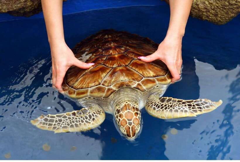 From Bentota: Exclusive Madu River Safari & Turtle Hatchery - Reading Madu Ganga from the water
