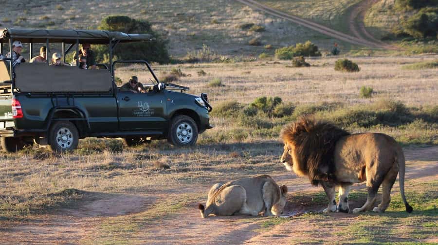 From Cape Town: 2-Day Safari at Garden Route Game Lodge - Key points to know before booking