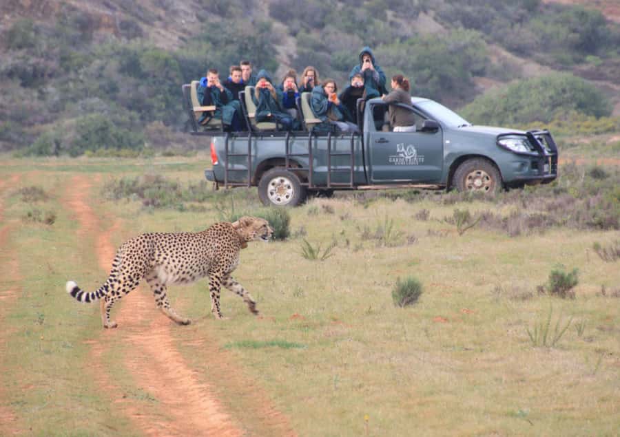 From Cape Town: 2-Day Safari at Garden Route Game Lodge - A short safari from Cape Town, with a long road attached