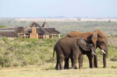 2-Day Safari at Garden Route Game Lodge
