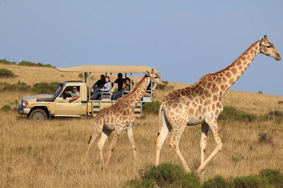 From Cape Town: 3-Day Garden Route Highlights and 4x4 Safari - Route 62 turns the drive into part of the trip