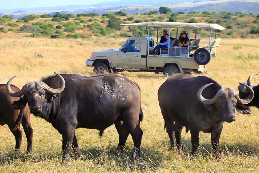 From Cape Town: 3-Day Garden Route Highlights and 4x4 Safari - Botlierskop brings wildlife into focus