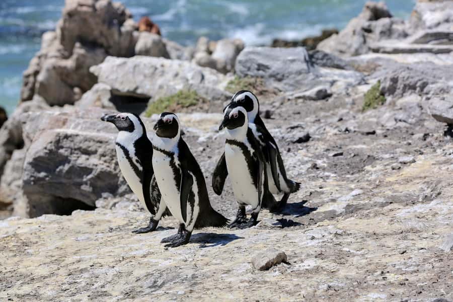 From Cape Town: 3-Day Garden Route Safari and Coastal Tour - Key points to know before booking